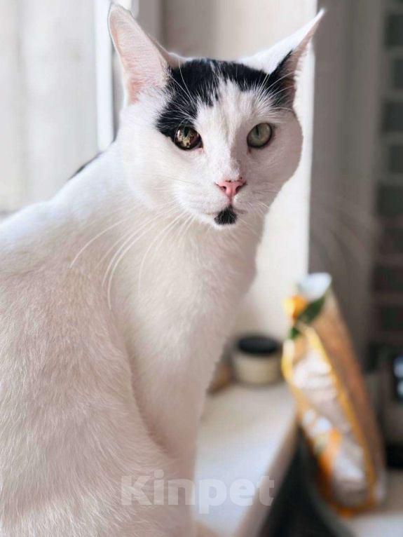 Кошки в Балашихе: Йогурт Мальчик, Бесплатно - фото 1