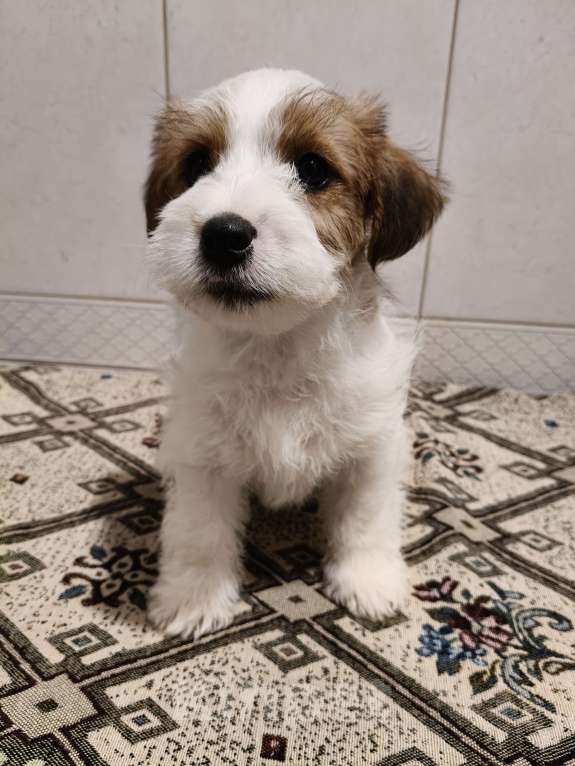 Собаки в Москве: Высокопородные щенки джек рассел терьера Мальчик, Бесплатно - фото 6