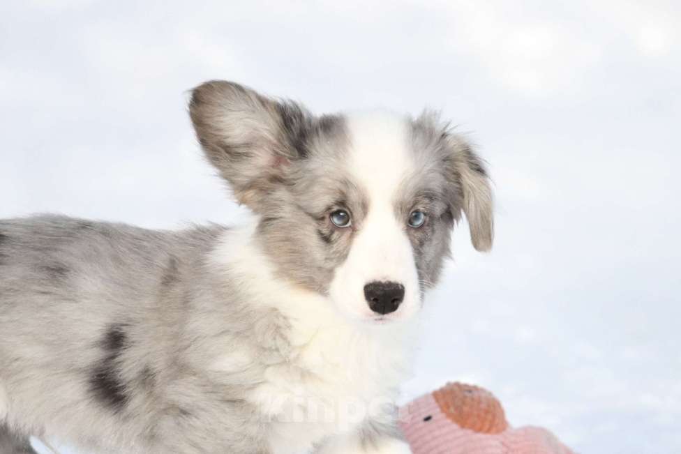 Собаки в Москве: Вельш корги кардиган -мальчик Мальчик, 60 000 руб. - фото 2
