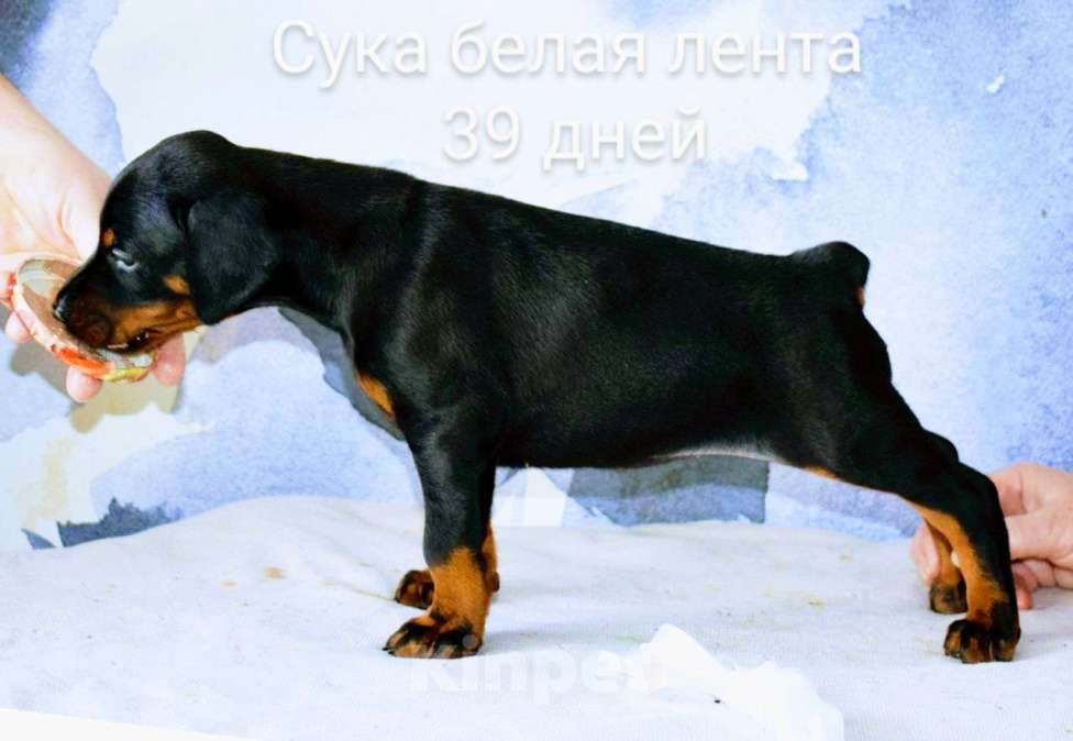 Собаки в Воронеже: Сказка 🤍 Девочка, 100 000 руб. - фото 1