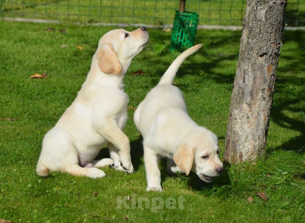 Собаки в Твери: Лабрадор-ретривер, палевая красотка.  Девочка, 35 000 руб. - фото 4