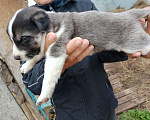 Собаки в Оренбурге: Маленький друг в дар  Мальчик, 1 руб. - фото 2