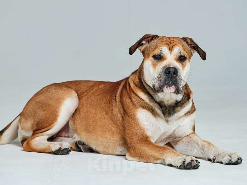 Собаки в Щелково: Взрослая собака Девочка, Бесплатно - фото 3