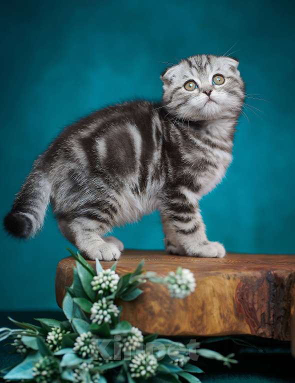 Кошки в Барнауле: Котик-фолд Тимоти🤎 Мальчик, Бесплатно - фото 3