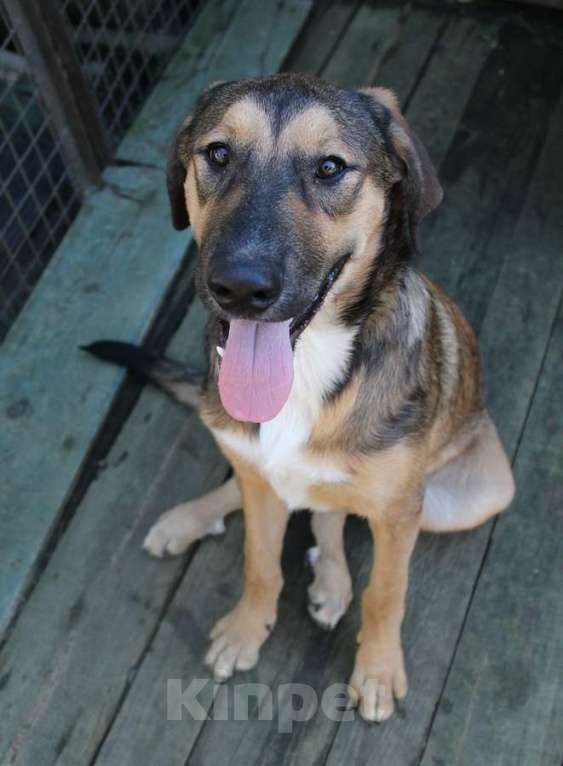 Собаки в Санкт-Петербурге: Рыжий весёлый красавчик Мальчик, Бесплатно - фото 8