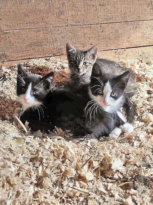 Кошки в Санкт-Петербурге: Ласковые, трогательные котята мальчики и девочки ищут дом Мальчик, 10 руб. - фото 4