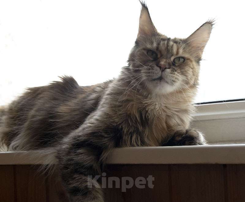 Кошки в Москве: Мейн Кун Кошка Девочка, 6 000 руб. - фото 1