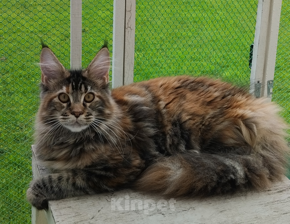 Кошки в Казани: Котенок мейн-кун Девочка, 40 000 руб. - фото 1