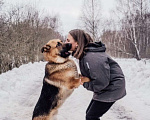 Собаки в Москве: Немецкий овчар Мишка ищет дом и любимую семью  Мальчик, Бесплатно - фото 2