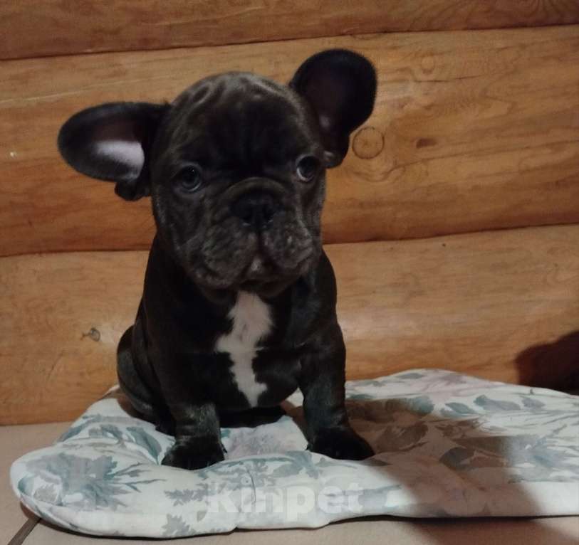 Собаки в Москве: Французский бульдог  Мальчик, 75 000 руб. - фото 4