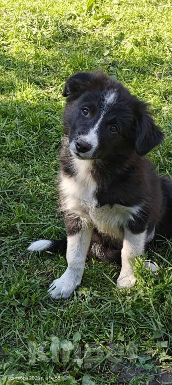 Собаки в Новосибирске: Премиальные щенки Бордер Колли от титулованных родителей  Девочка, Бесплатно - фото 3