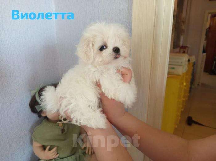 Собаки в Липецке: мальтезе Мальчик, Бесплатно - фото 3