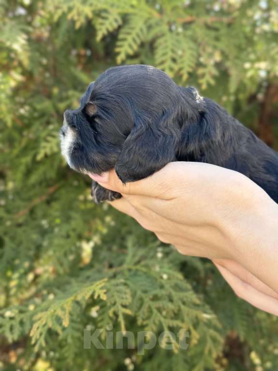 Собаки в Пскове: Американский Кокер Спаниель Девочка, 30 000 руб. - фото 5