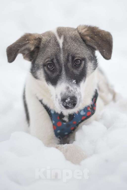 Собаки в Москве: Сироп Мальчик, Бесплатно - фото 3
