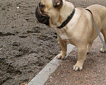 Собаки в Санкт-Петербурге: Французский бульдог, 100 руб. - фото 5