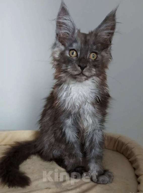 Кошки в Павловском Посаде: Мейн-кун мальчик 2 месяца Мальчик, 37 000 руб. - фото 6