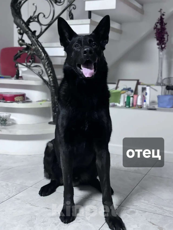 Собаки в Новосибирске: Щенки-волкособы (25% канадский черный волк) Разнополые, 25 000 руб. - фото 9