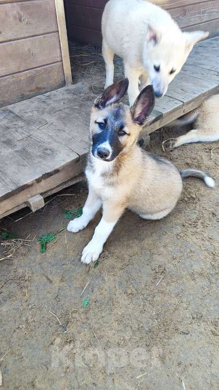 Собаки в других городах Московской области: Ушастая Клёп Девочка, Бесплатно - фото 3