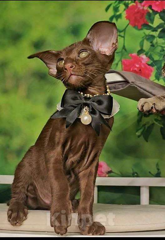 Кошки в Москве: Ориентальный экстрим мальчик Мальчик, Бесплатно - фото 3