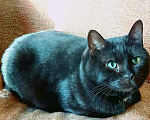 Кошки в Москве: Британский крупный черный красавец-кот Дуглас в добрые руки Мальчик, 1 руб. - фото 3
