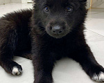 Собаки в Химках: метис бордер колли, 3 месяца Мальчик, 1 руб. - фото 3
