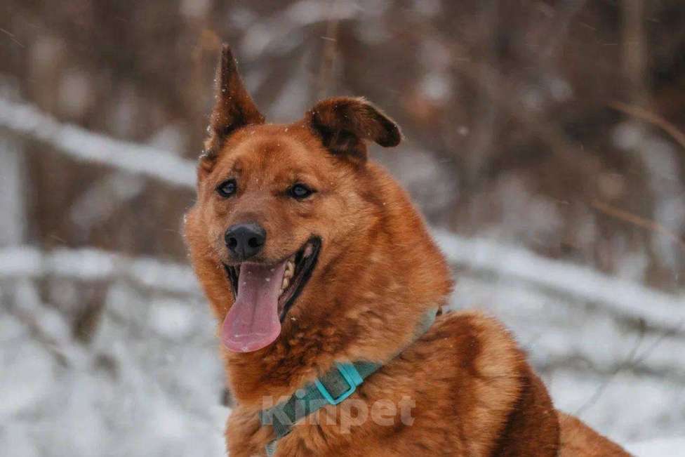 Собаки в Москве: Люмус ищет дом  Мальчик, Бесплатно - фото 1