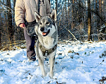 Собаки в Балашихе: мини лайка или хаски ищет дом Мальчик, Бесплатно - фото 2
