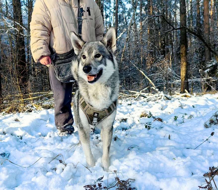 Собаки в Балашихе: мини лайка или хаски ищет дом Мальчик, Бесплатно - фото 2