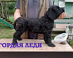Собаки в Санкт-Петербурге: Продаю Девочка, 50 000 руб. - фото 1