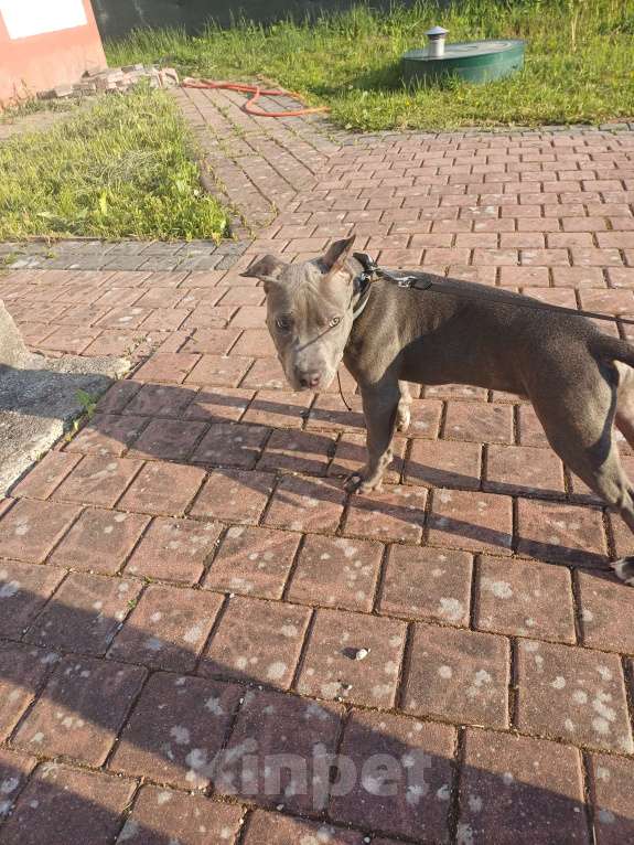 Собаки в Калининграде: Продать собаку  Мальчик, 20 000 руб. - фото 2