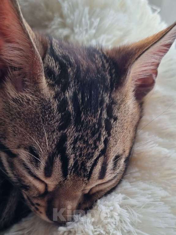 Кошки в Кемерово: Бенгальские котята с документами Мальчик, 50 000 руб. - фото 6