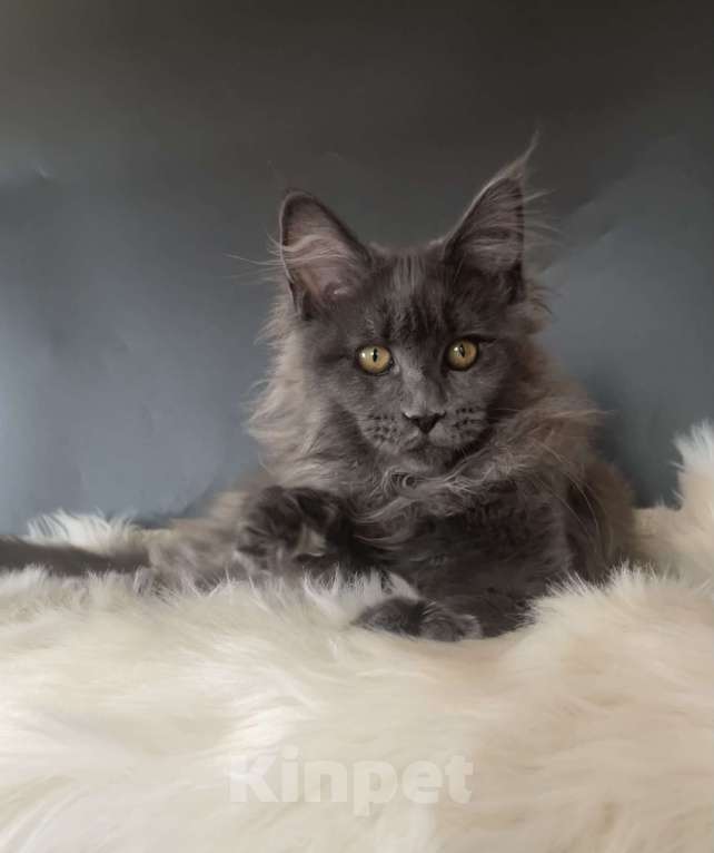 Кошки в других городах Московской области: Котенок мейн-кун Девочка, 35 000 руб. - фото 7