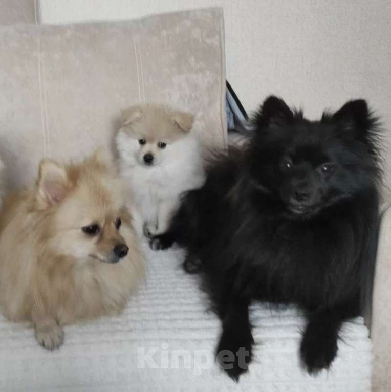 Собаки в Ижевске: Померанский шпиц щенок Мальчик, 19 000 руб. - фото 3