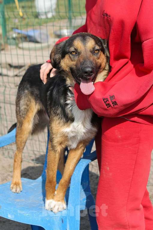Собаки в Санкт-Петербурге: Отдам собаку бесплатно. Мальчик, Бесплатно - фото 8