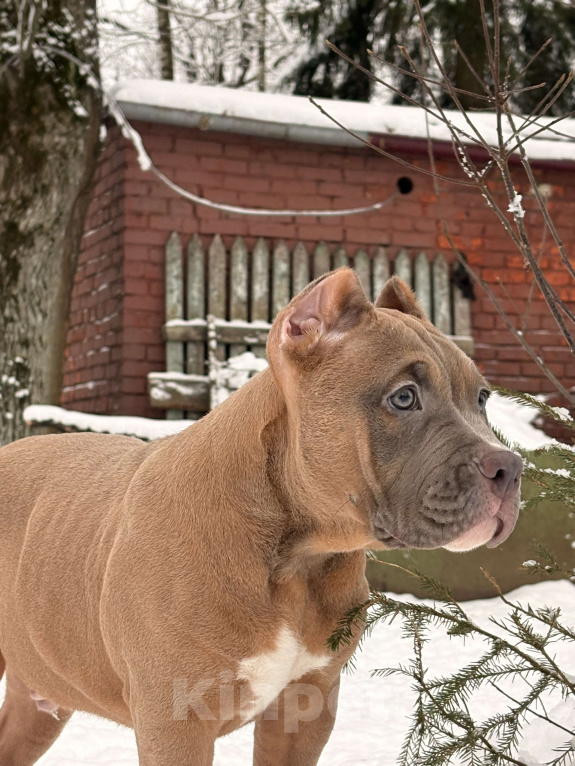 Собаки в других городах Московской области: Американский булли Мальчик 1 Мальчик, 250 000 руб. - фото 1