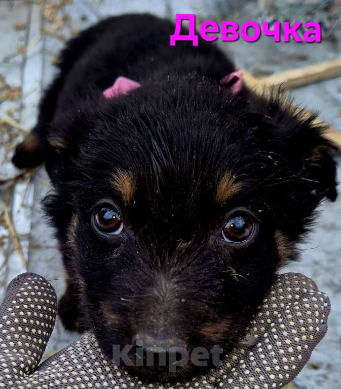 Собаки в Ессентуках: Девочка - крошка Девочка, Бесплатно - фото 1