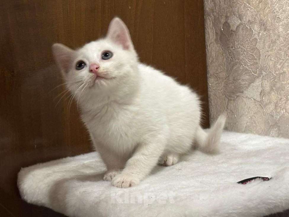 Кошки в Москве: Белый малыш Юки. Котенок в добрые руки. Мальчик, Бесплатно - фото 1