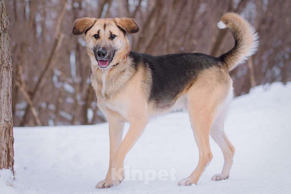 Собаки в Москве: Тотошка Мальчик, Бесплатно - фото 5