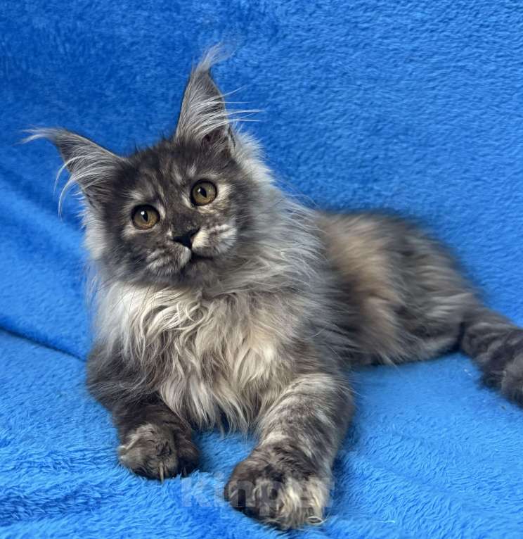 Кошки в Геленджике: Котенок Мейн Кун Девочка, 70 000 руб. - фото 1