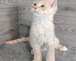 Кошки в Железногорске: Котята мейн кун Девочка, 50 000 руб. - фото 3