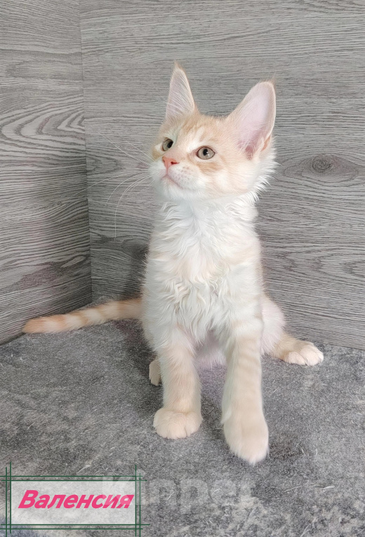 Кошки в Железногорске: Котята мейн кун Девочка, 50 000 руб. - фото 3