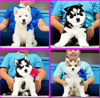 Хаски Щенки Разных окрасов