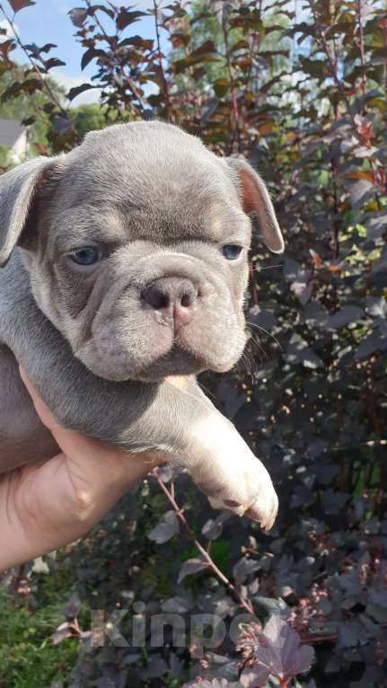 Собаки в Москве: Мальчик Лиловый с подпалом документы АБКС. Мальчик, 80 000 руб. - фото 5