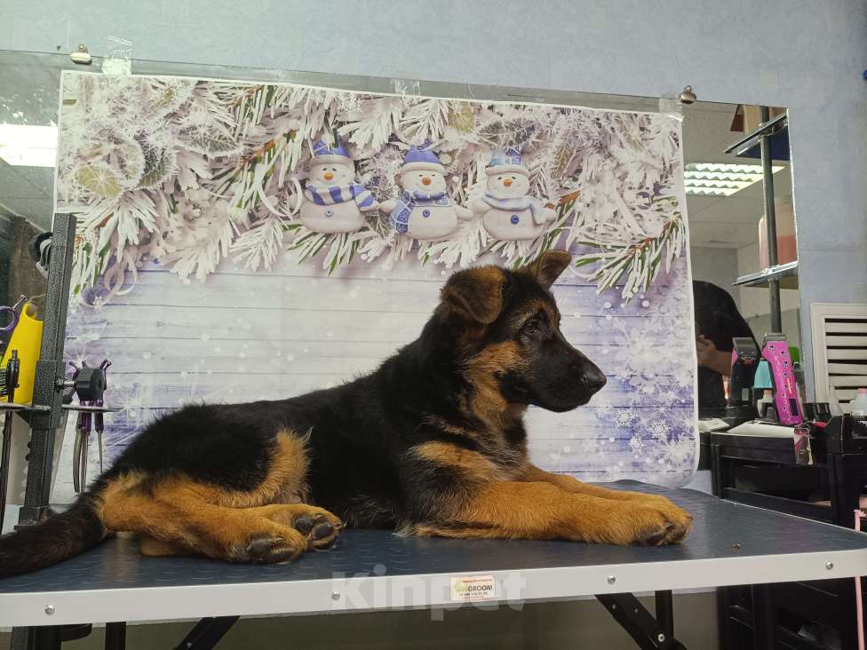 Собаки в Кемерово: Щенки немецкой овчарки Мальчик, Бесплатно - фото 6