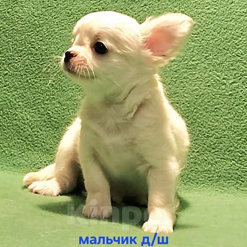 Собаки в Москве: Очаровательный щенок чихуахуа. Мальчик, 30 000 руб. - фото 4