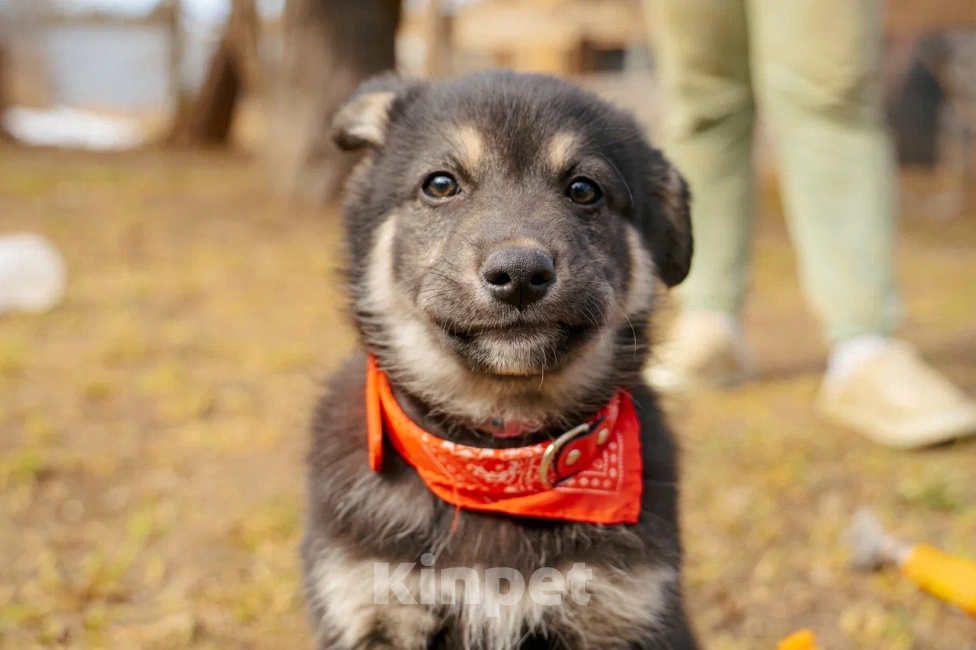 Собаки в Красногорске: Щенок девочка Юкки ищет дом Девочка, Бесплатно - фото 3