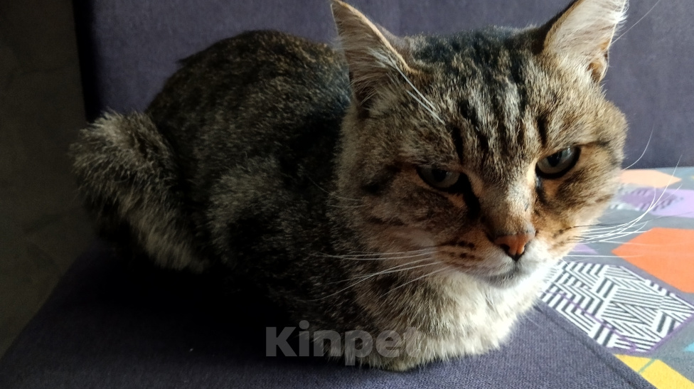 Кошки в Барнауле: Срочно отдаю кота в добрые руки Мальчик, Бесплатно - фото 1