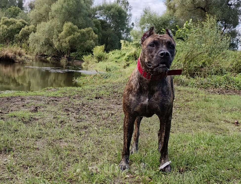 Собаки в Москве: Породистые и красивые щенки Алано Мальчик, Бесплатно - фото 5