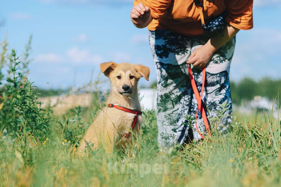 Собаки в Москве: Кумкват Мальчик, Бесплатно - фото 3