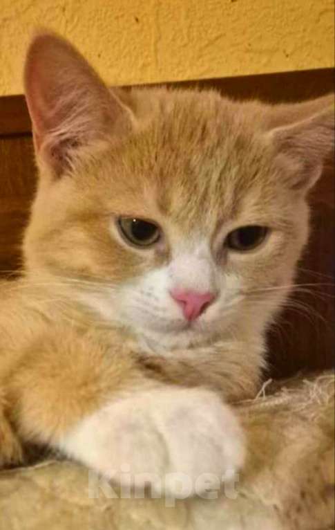 Кошки в Москве: Рыжая Манечка. Котенок в добрые руки. Мальчик, Бесплатно - фото 2